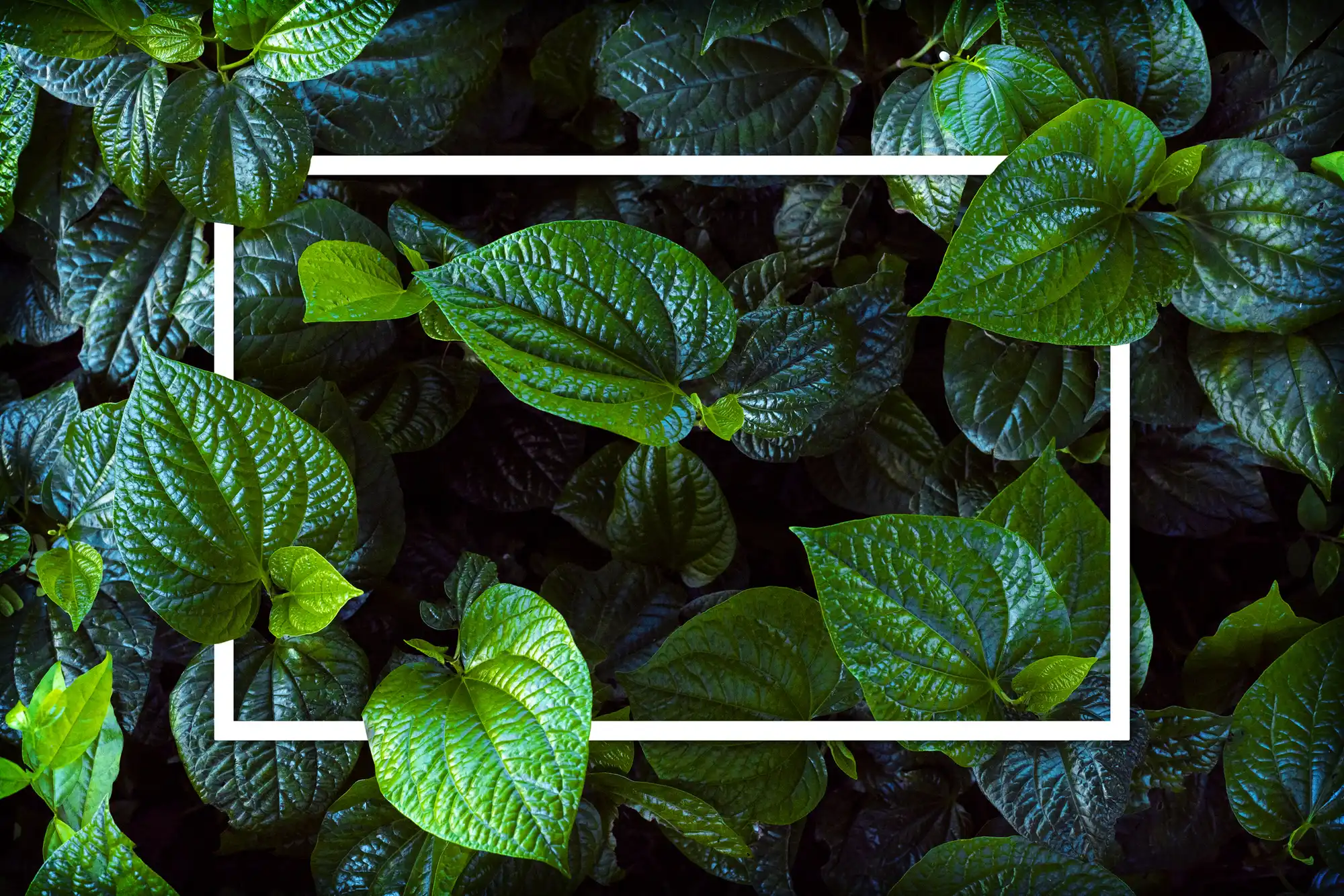 Affordable Tree Services